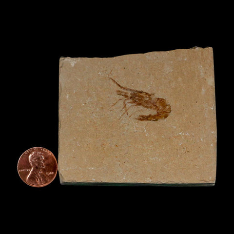 1.1" Fossil Shrimp Carpopenaeus Cretaceous Age 100 Mil Yrs Old Lebanon COA - Fossil Age Minerals