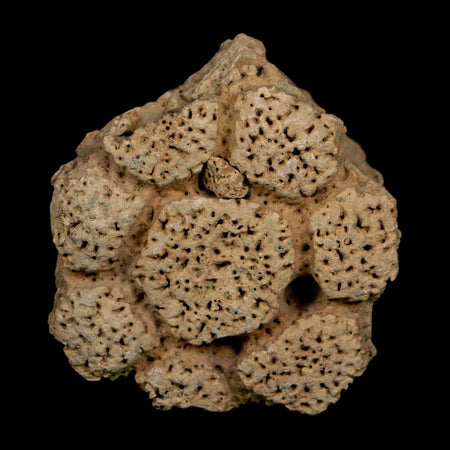 2.1" Glyptodon Fossil Osteoderm Scute Plate Bony Armor Pleistocene Uruguay COA