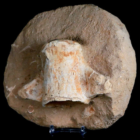 4.9" Mosasaur Fossil Vertebrae In Matrix Cretaceous Dinosaur Era Morocco COA Stand - Fossil Age Minerals
