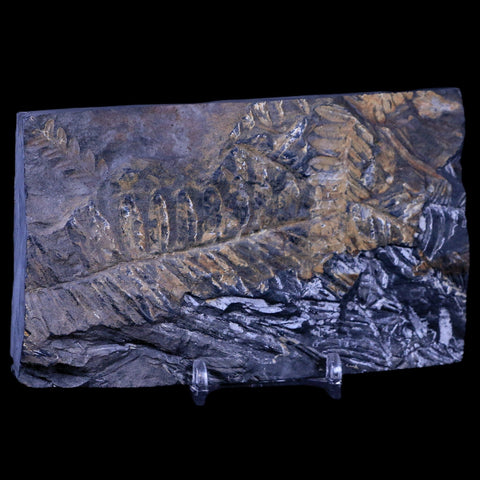 5.3" Alethopteris Fern Plant Leaf Fossil Carboniferous Age Llewellyn FM ST Clair, PA - Fossil Age Minerals