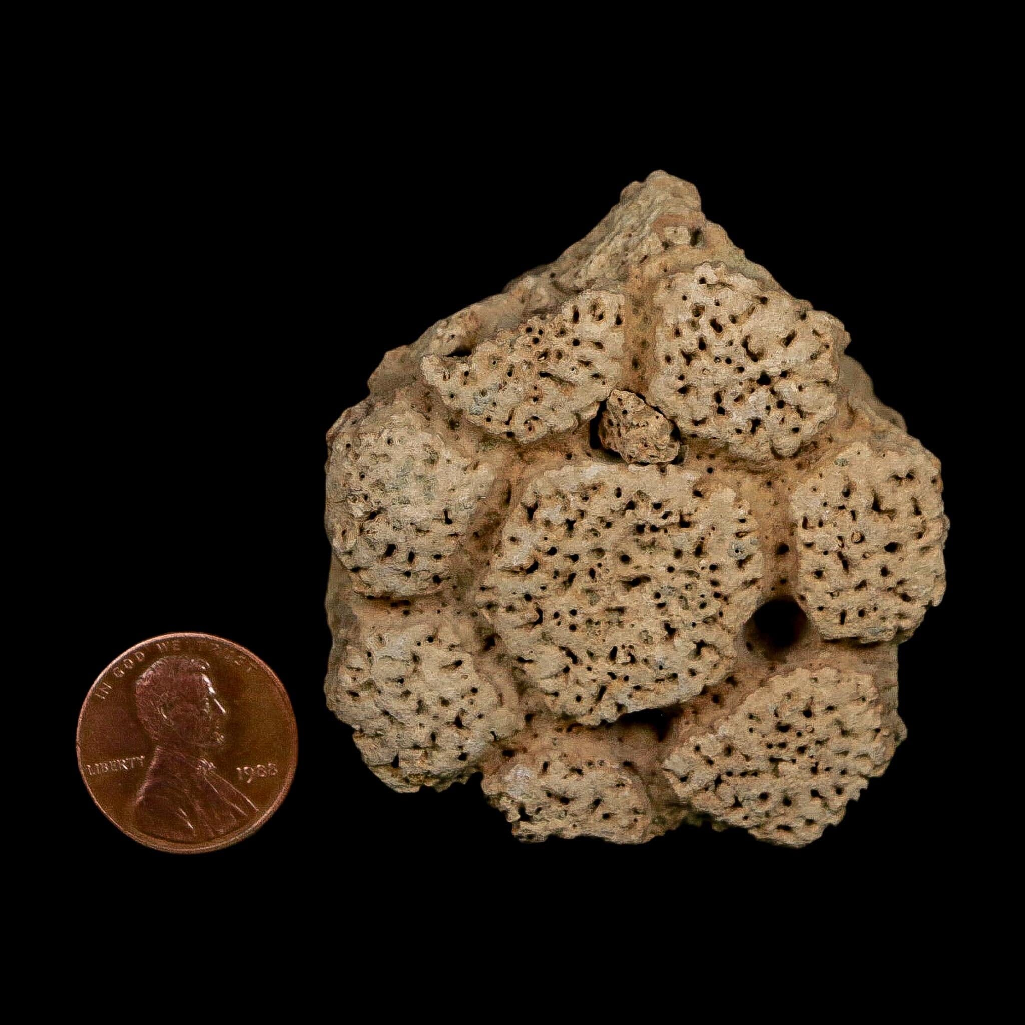 2.1" Glyptodon Fossil Osteoderm Scute Plate Bony Armor Pleistocene Uruguay COA - Fossil Age Minerals