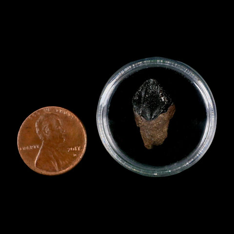 0.7" Triceratops Fossil Tooth Hell Creek FM Cretaceous Dinosaur Montana COA Stand