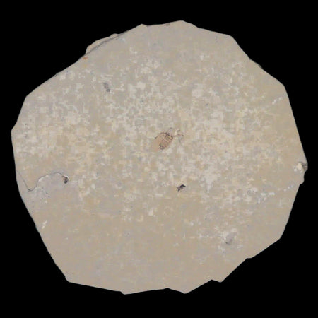 0.4" Detailed Fossil March Fly Insect Green River FM Uintah County UT Eocene Age