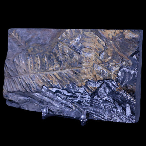 5.3" Alethopteris Fern Plant Leaf Fossil Carboniferous Age Llewellyn FM ST Clair, PA - Fossil Age Minerals
