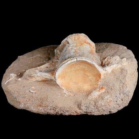 4.9" Mosasaur Fossil Vertebrae In Matrix Cretaceous Dinosaur Era Morocco COA Stand - Fossil Age Minerals