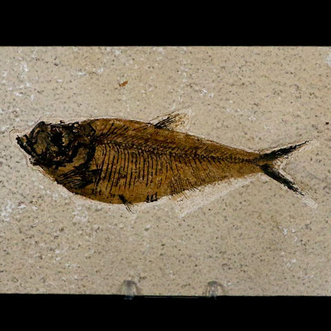 XL 5.4" Diplomystus Dentatus Fossil Fish Green River FM WY Eocene Age COA, Stand - Fossil Age Minerals