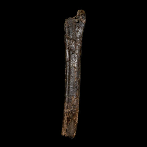 4.9" Raptor Dinosaur Fossil Tibia Limb Shaft Two Medicine FM Cretaceous Montana COA - Fossil Age Minerals