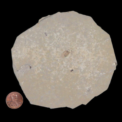 0.4" Detailed Fossil March Fly Insect Green River FM Uintah County UT Eocene Age - Fossil Age Minerals