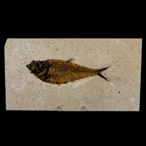 XL 5.4" Diplomystus Dentatus Fossil Fish Green River FM WY Eocene Age COA, Stand - Fossil Age Minerals