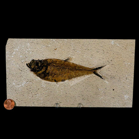 XL 5.4" Diplomystus Dentatus Fossil Fish Green River FM WY Eocene Age COA, Stand - Fossil Age Minerals