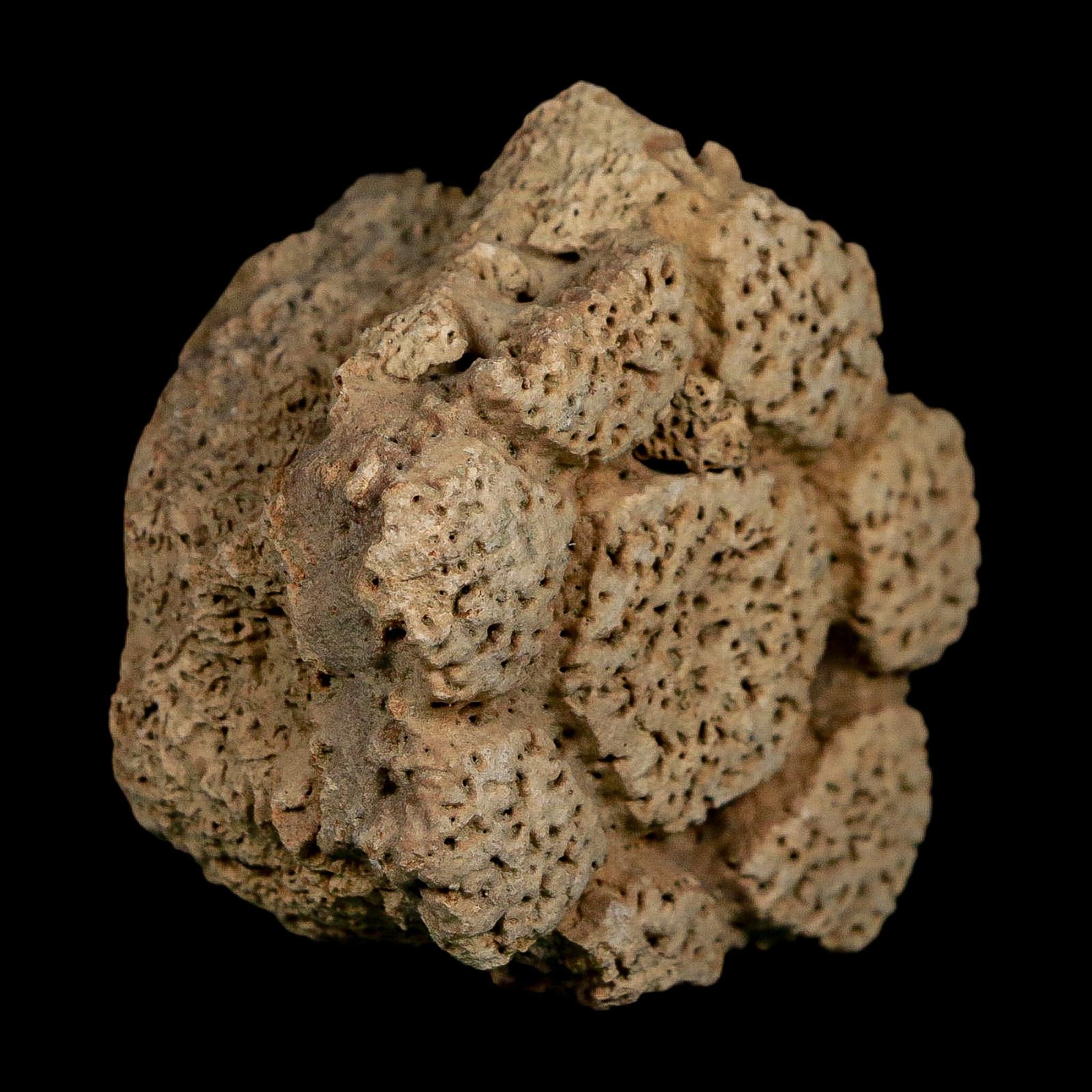 2.1" Glyptodon Fossil Osteoderm Scute Plate Bony Armor Pleistocene Uruguay COA - Fossil Age Minerals