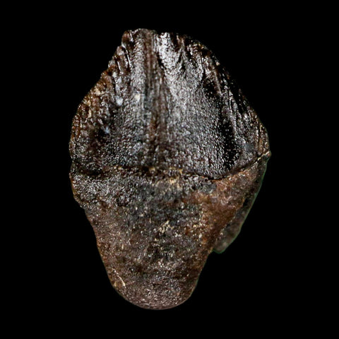0.6" Triceratops Fossil Tooth Hell Creek FM Cretaceous Dinosaur Montana COA Stand