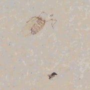 0.4" Detailed Fossil March Fly Insect Green River FM Uintah County UT Eocene Age