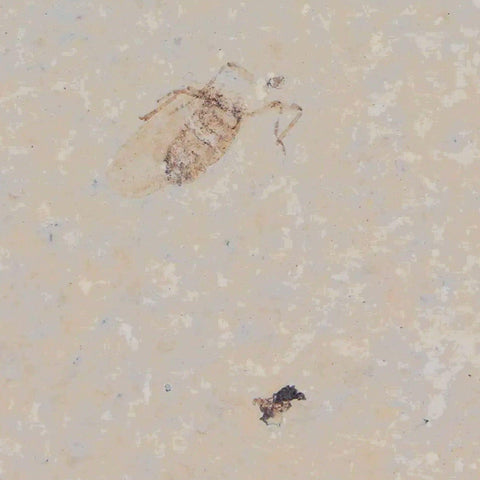 0.4" Detailed Fossil March Fly Insect Green River FM Uintah County UT Eocene Age - Fossil Age Minerals