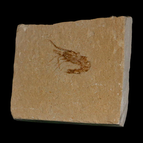1.1" Fossil Shrimp Carpopenaeus Cretaceous Age 100 Mil Yrs Old Lebanon COA - Fossil Age Minerals