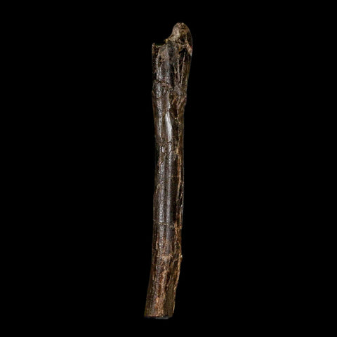 4.9" Raptor Dinosaur Fossil Tibia Limb Shaft Two Medicine FM Cretaceous Montana COA - Fossil Age Minerals
