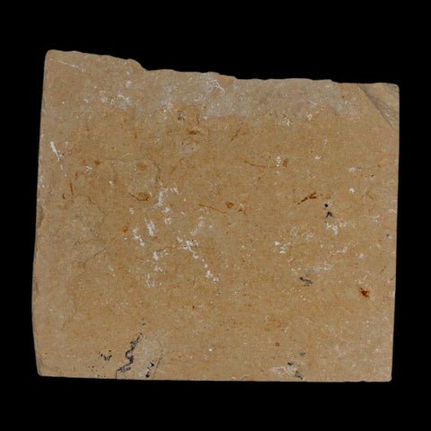 1.1" Fossil Shrimp Carpopenaeus Cretaceous Age 100 Mil Yrs Old Lebanon COA - Fossil Age Minerals