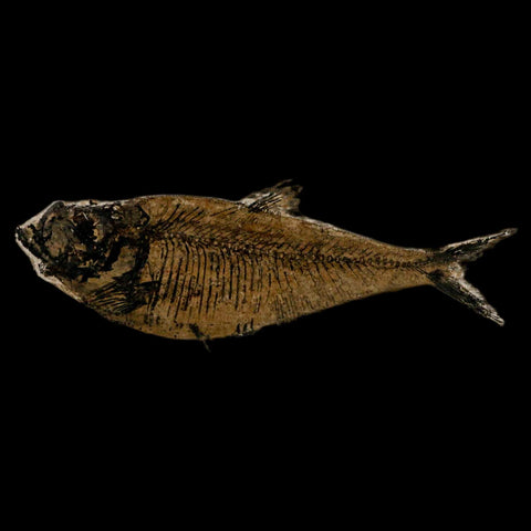 XL 5.4" Diplomystus Dentatus Fossil Fish Green River FM WY Eocene Age COA, Stand - Fossil Age Minerals
