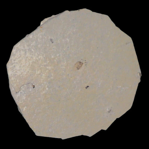 0.4" Detailed Fossil March Fly Insect Green River FM Uintah County UT Eocene Age - Fossil Age Minerals