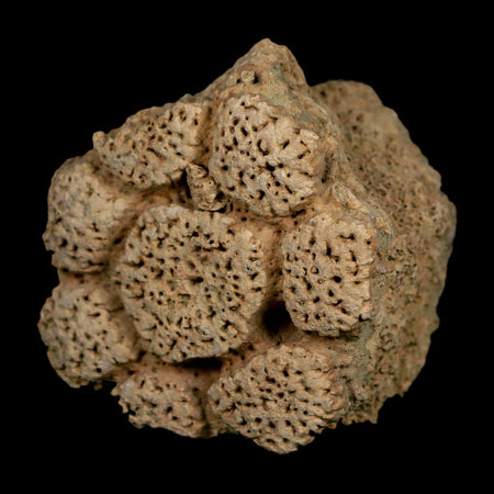 2.1" Glyptodon Fossil Osteoderm Scute Plate Bony Armor Pleistocene Uruguay COA
