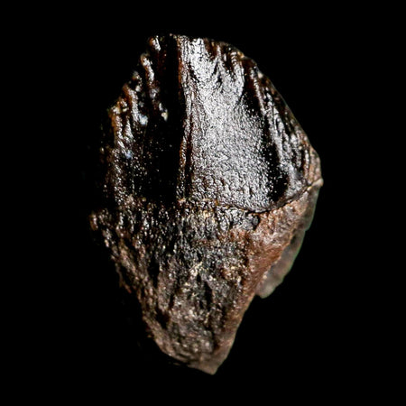 0.6" Triceratops Fossil Tooth Hell Creek FM Cretaceous Dinosaur Montana COA Stand