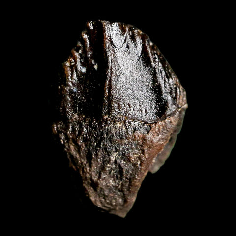 0.6" Triceratops Fossil Tooth Hell Creek FM Cretaceous Dinosaur Montana COA Stand