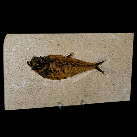 XL 5.4" Diplomystus Dentatus Fossil Fish Green River FM WY Eocene Age COA, Stand - Fossil Age Minerals