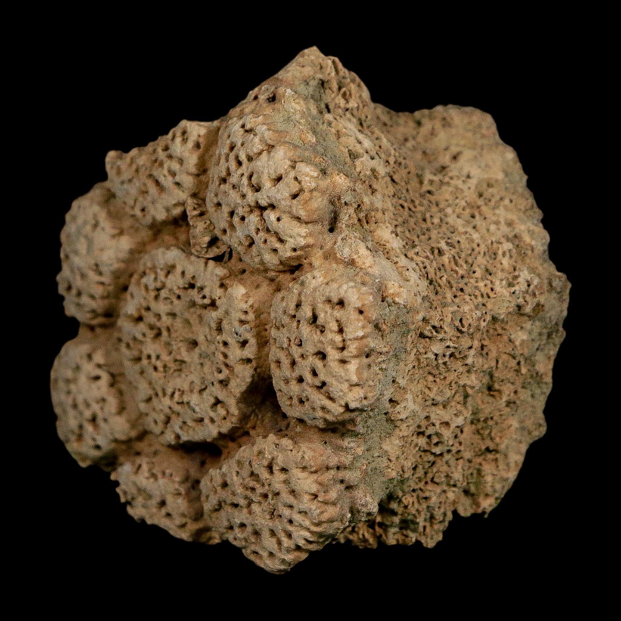 2.1" Glyptodon Fossil Osteoderm Scute Plate Bony Armor Pleistocene Uruguay COA - Fossil Age Minerals