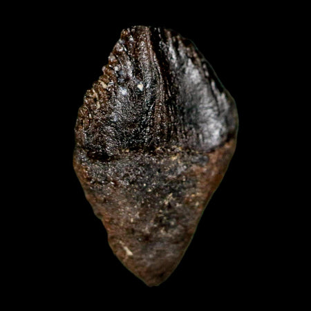 0.6" Triceratops Fossil Tooth Hell Creek FM Cretaceous Dinosaur Montana COA Stand