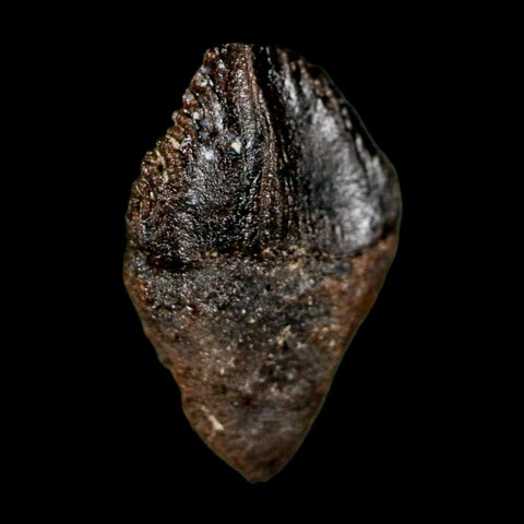 0.6" Triceratops Fossil Tooth Hell Creek FM Cretaceous Dinosaur Montana COA Stand