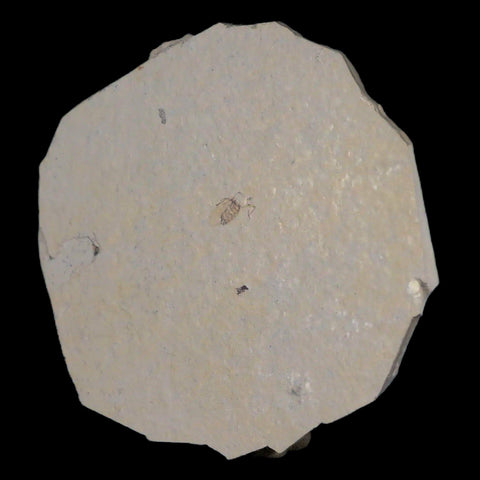 0.4" Detailed Fossil March Fly Insect Green River FM Uintah County UT Eocene Age - Fossil Age Minerals