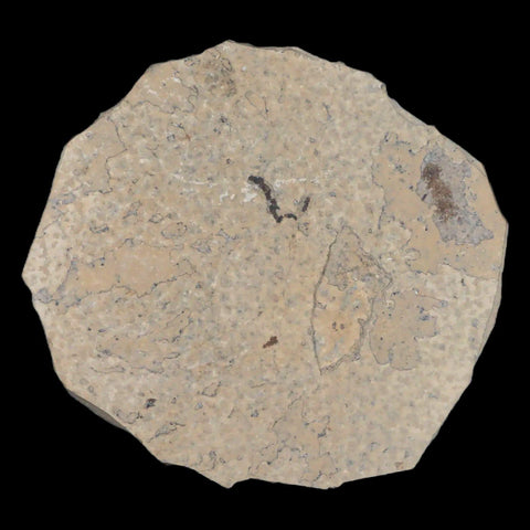 0.4" Detailed Fossil March Fly Insect Green River FM Uintah County UT Eocene Age - Fossil Age Minerals