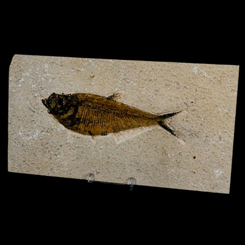 XL 5.4" Diplomystus Dentatus Fossil Fish Green River FM WY Eocene Age COA, Stand - Fossil Age Minerals