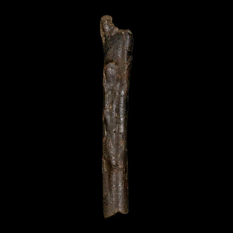 4.9" Raptor Dinosaur Fossil Tibia Limb Shaft Two Medicine FM Cretaceous Montana COA - Fossil Age Minerals