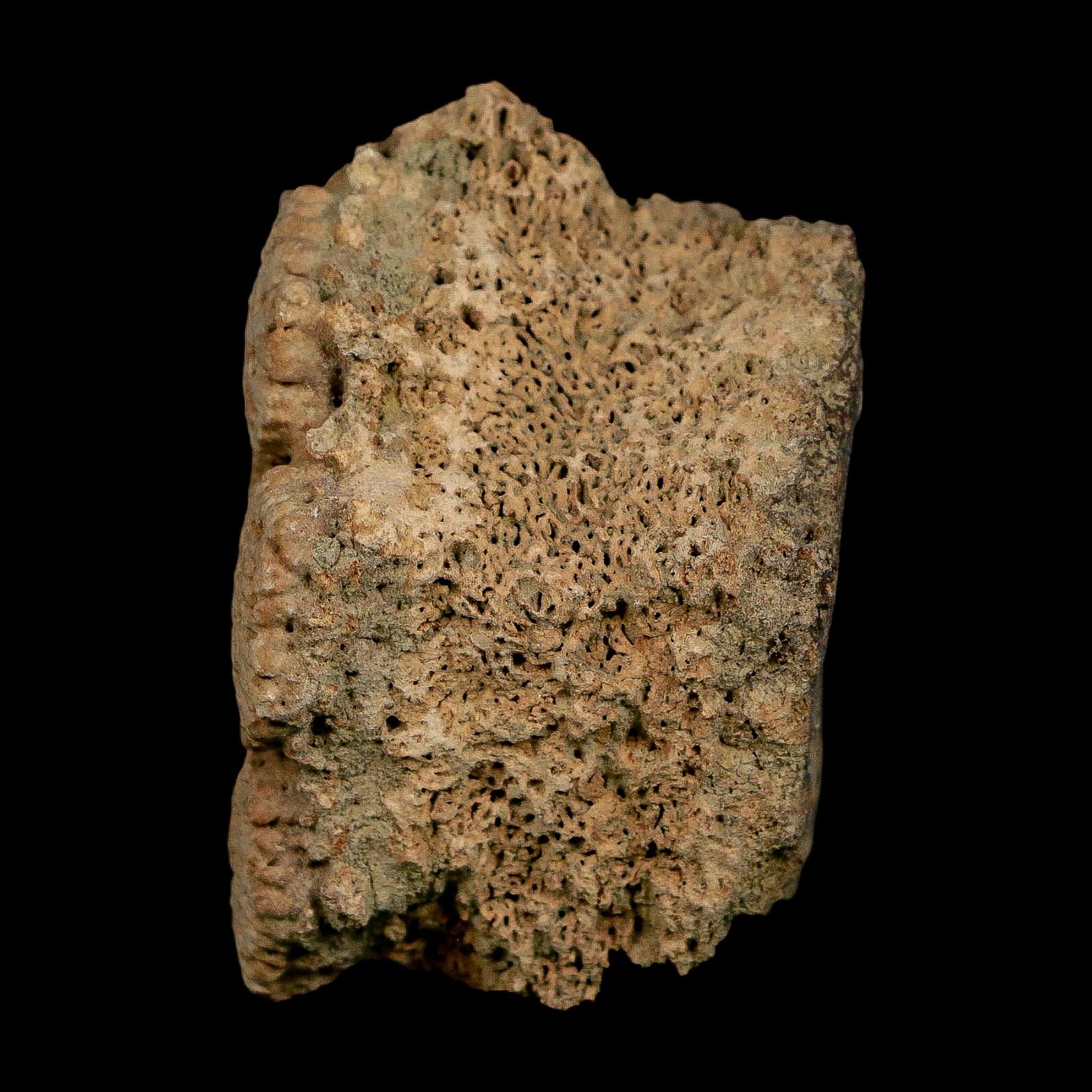 2.1" Glyptodon Fossil Osteoderm Scute Plate Bony Armor Pleistocene Uruguay COA - Fossil Age Minerals
