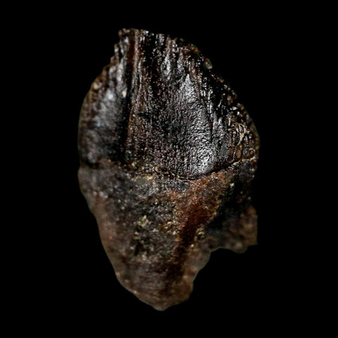 0.6" Triceratops Fossil Tooth Hell Creek FM Cretaceous Dinosaur Montana COA Stand