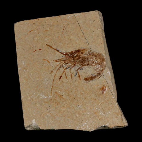 1.6
