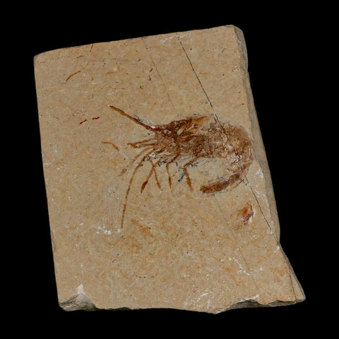 1.6" Fossil Shrimp Carpopenaeus Cretaceous Age 100 Mil Yrs Old Lebanon COA - Fossil Age Minerals