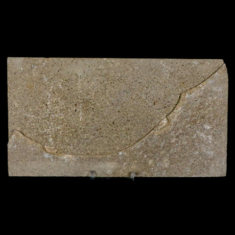 XL 5.4" Diplomystus Dentatus Fossil Fish Green River FM WY Eocene Age COA, Stand - Fossil Age Minerals