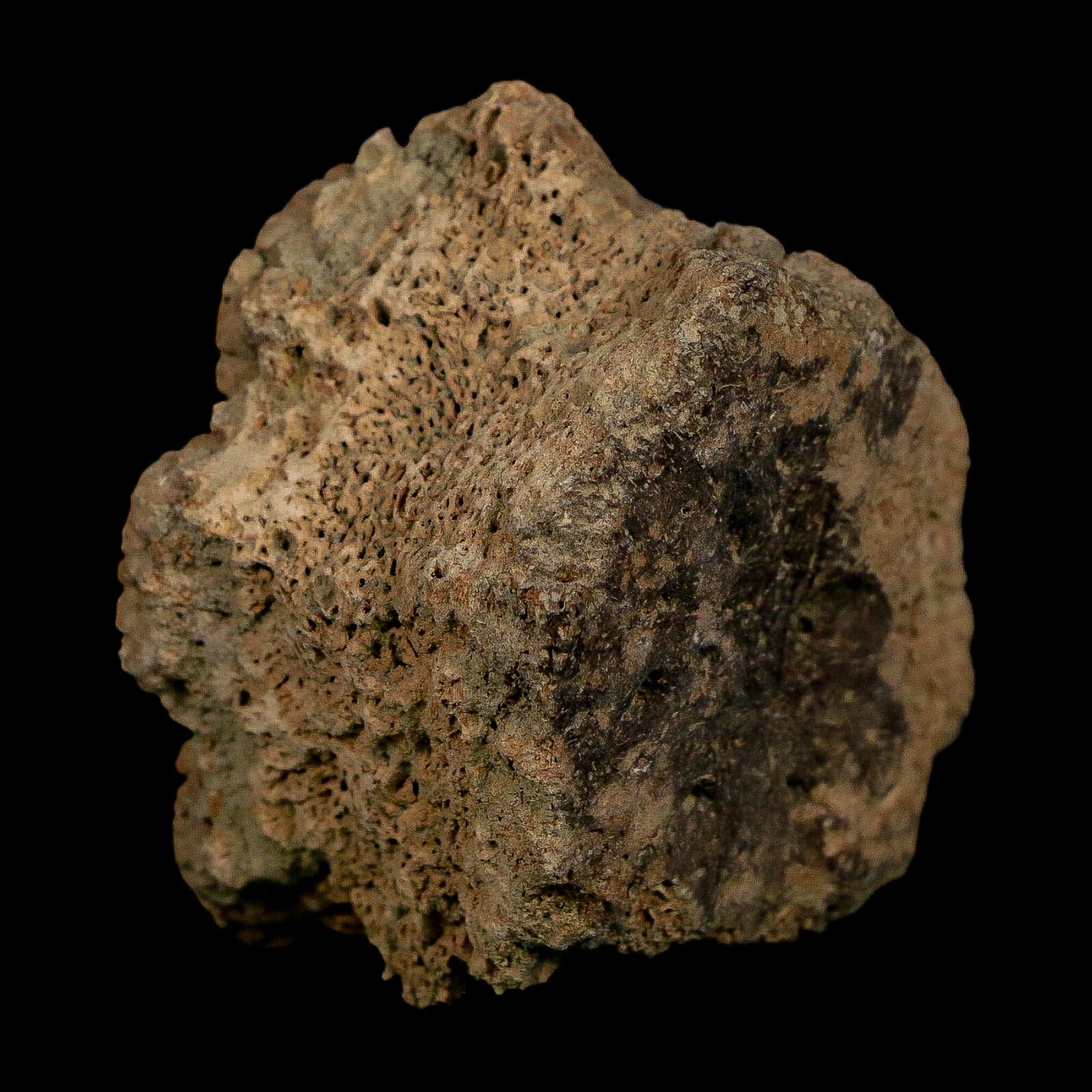 2.1" Glyptodon Fossil Osteoderm Scute Plate Bony Armor Pleistocene Uruguay COA - Fossil Age Minerals
