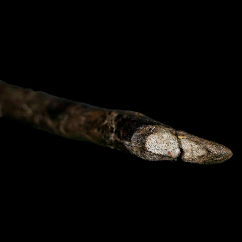 4.9" Raptor Dinosaur Fossil Tibia Limb Shaft Two Medicine FM Cretaceous Montana COA - Fossil Age Minerals