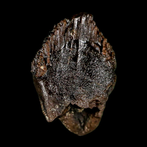 0.6" Triceratops Fossil Tooth Hell Creek FM Cretaceous Dinosaur Montana COA Stand