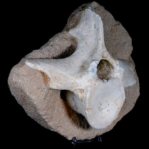 XL 7" Plesiosaur Fossil Vertebrae In Matriz Cretaceous Dinosaur Era Morocco COA - Fossil Age Minerals