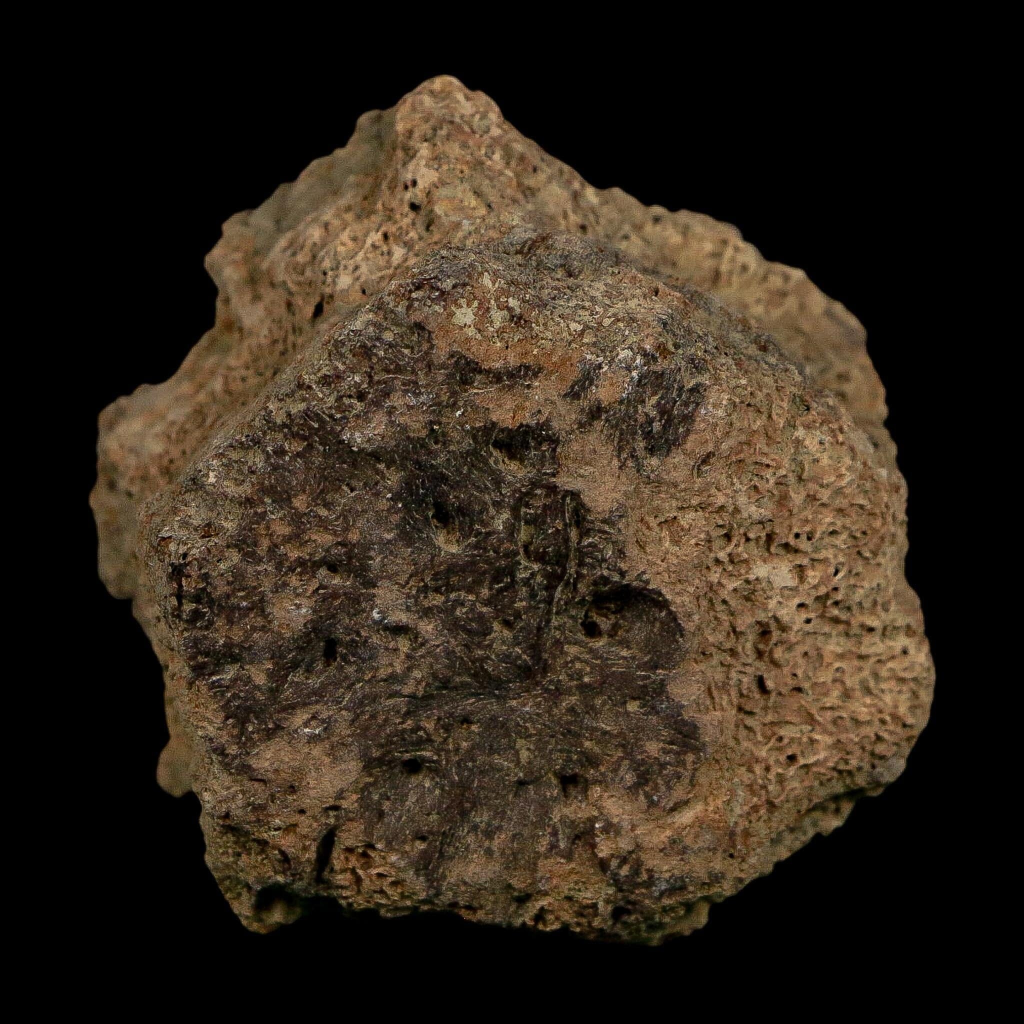 2.1" Glyptodon Fossil Osteoderm Scute Plate Bony Armor Pleistocene Uruguay COA - Fossil Age Minerals
