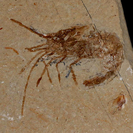 1.6" Fossil Shrimp Carpopenaeus Cretaceous Age 100 Mil Yrs Old Lebanon COA