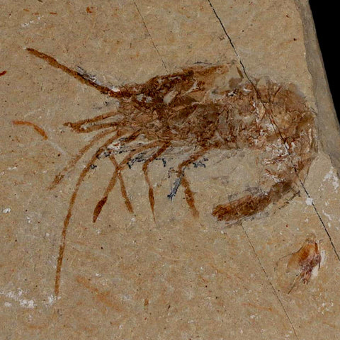 1.6" Fossil Shrimp Carpopenaeus Cretaceous Age 100 Mil Yrs Old Lebanon COA - Fossil Age Minerals