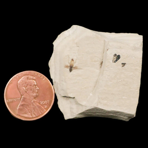 0.3 Detailed Fossil Diptera Fly Insect Green River FM Uintah County UT Eocene Age - Fossil Age Minerals