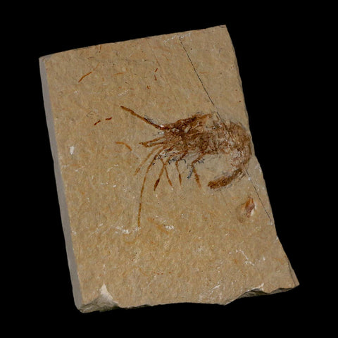 1.6" Fossil Shrimp Carpopenaeus Cretaceous Age 100 Mil Yrs Old Lebanon COA - Fossil Age Minerals