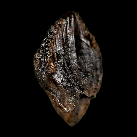 0.6" Triceratops Fossil Tooth Hell Creek FM Cretaceous Dinosaur Montana COA Stand