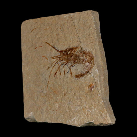 1.6" Fossil Shrimp Carpopenaeus Cretaceous Age 100 Mil Yrs Old Lebanon COA - Fossil Age Minerals